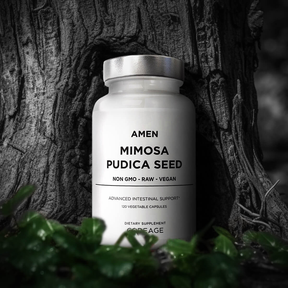 Amen Mimosa Pudica Seed - Image 4