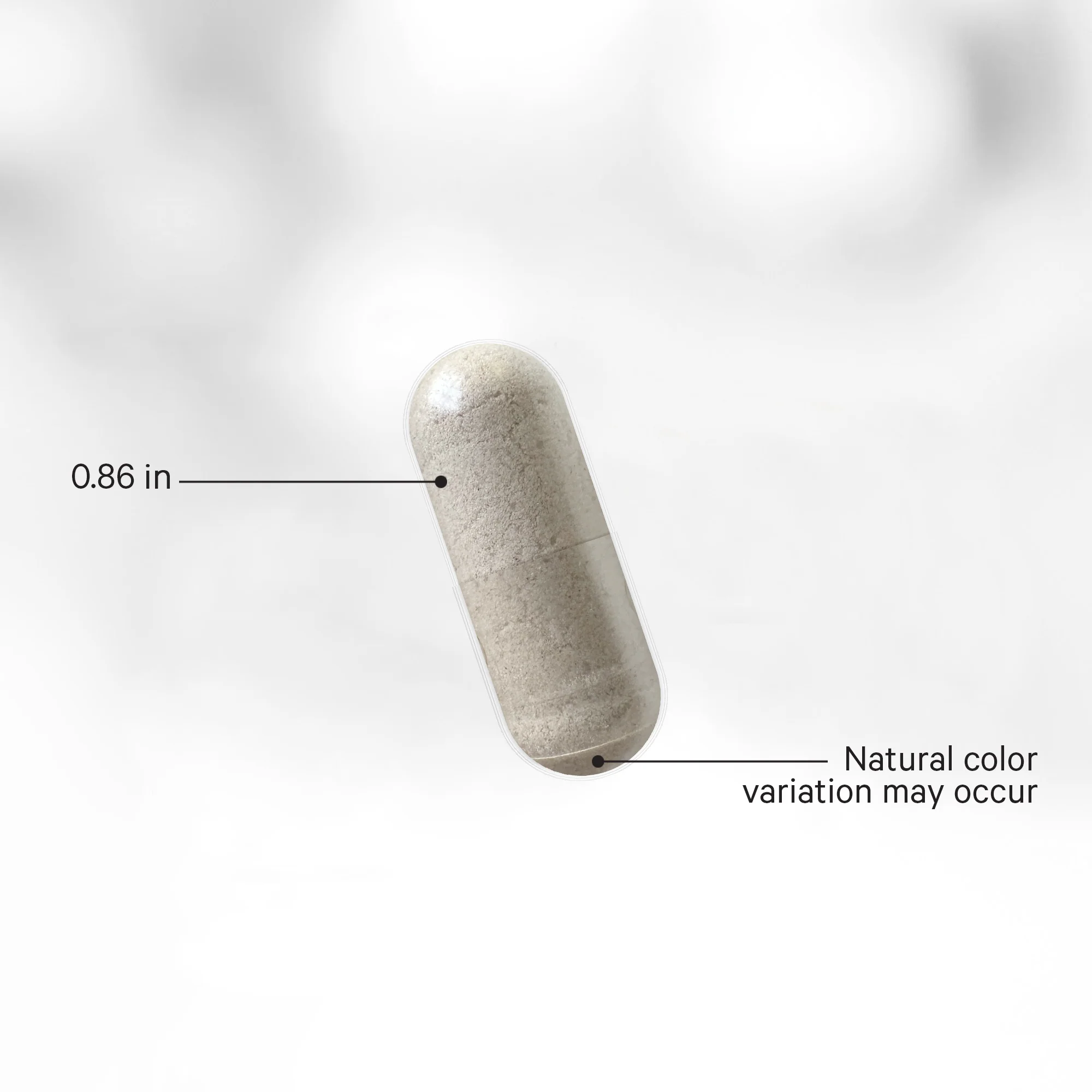 Mimosa Pudica Seed + Capsules - Image 5